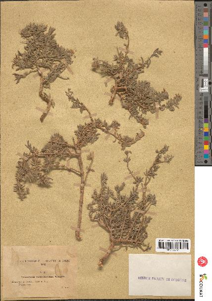 spécimen de Teucrium brevifolium