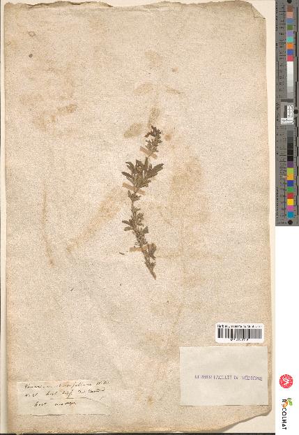 spécimen de Teucrium brevifolium