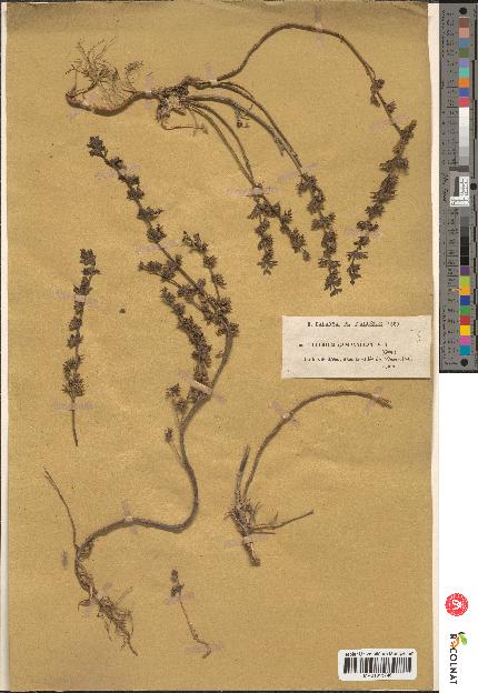 spécimen de Teucrium campanulatum