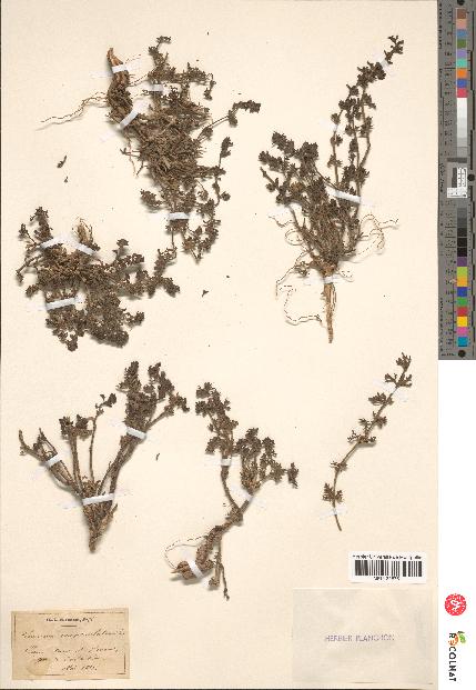 spécimen de Teucrium campanulatum