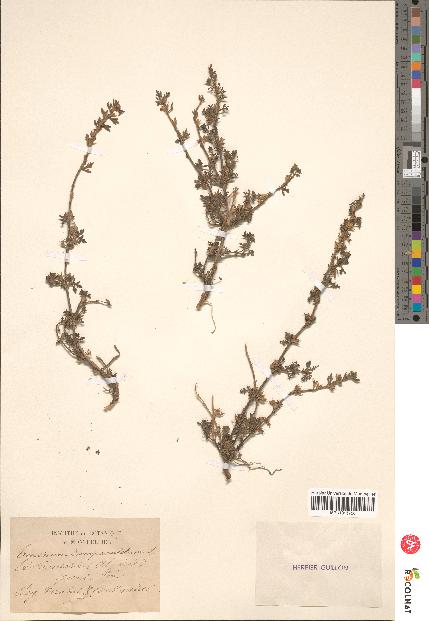 spécimen de Teucrium campanulatum