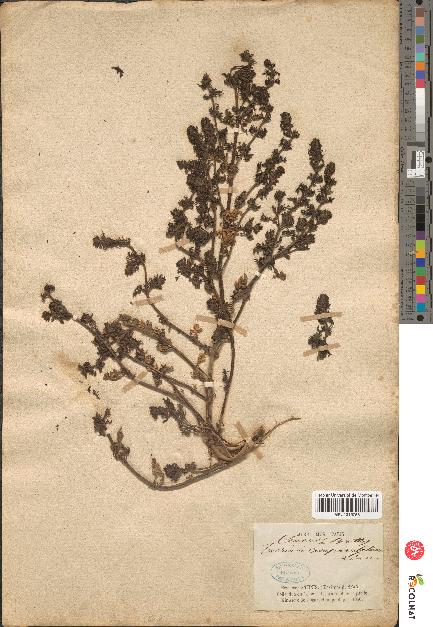 spécimen de Teucrium campanulatum