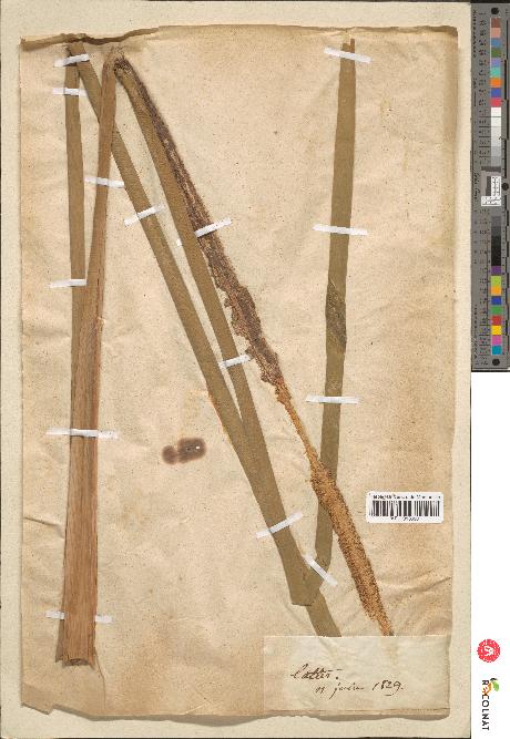 spécimen de Typha latifolia