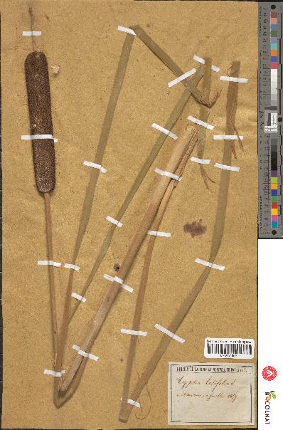 spécimen de Typha latifolia