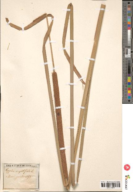 spécimen de Typha angustifolia