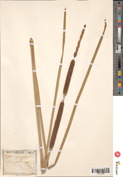 spécimen de Typha angustifolia