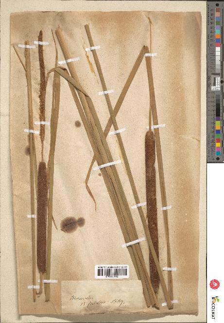 spécimen de Typha angustifolia