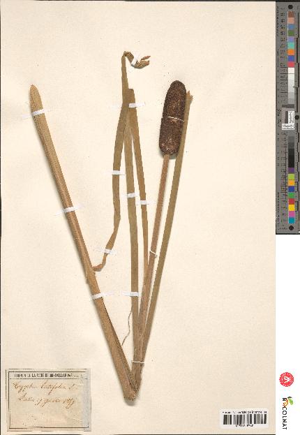 spécimen de Typha latifolia