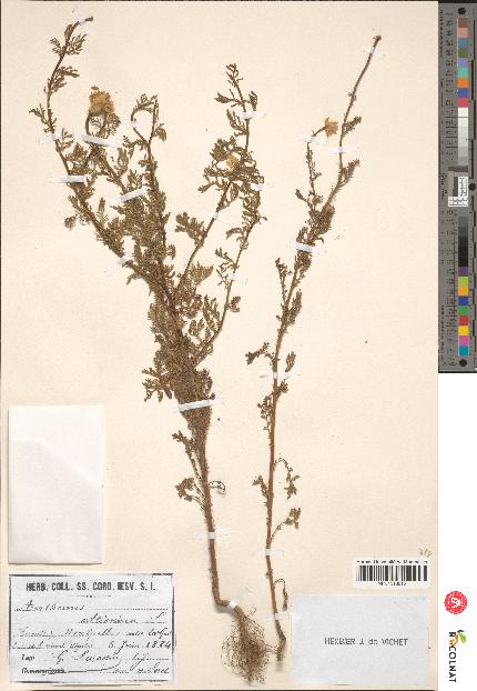 spécimen de Anthemis altissima