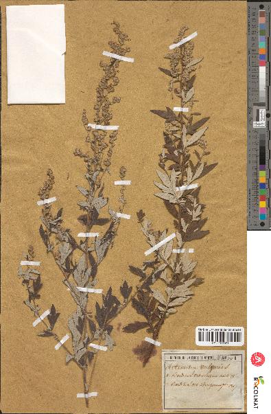 spécimen de Artemisia vulgaris