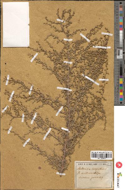 spécimen de Artemisia campestris