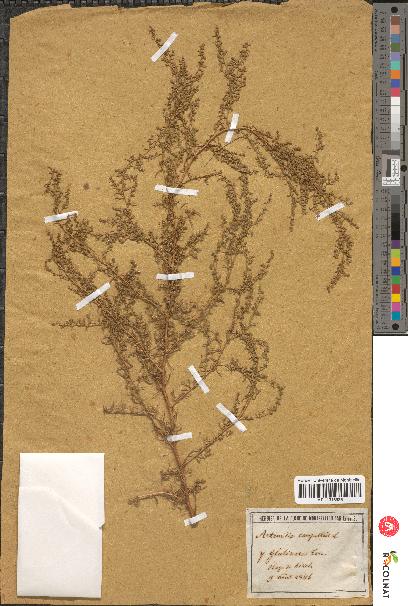 spécimen de Artemisia campestris