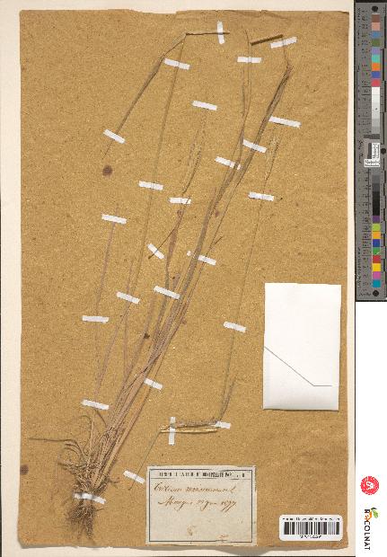 spécimen de Triticum monococcum