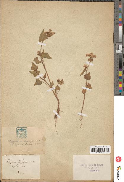 spécimen de Polygonum fagopyrum