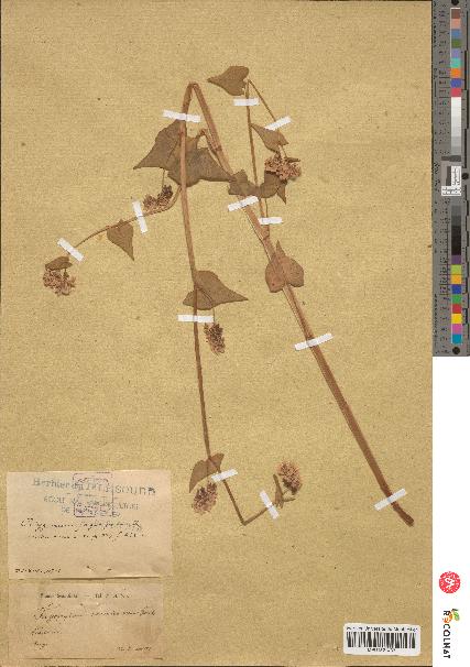 spécimen de Polygonum fagopyrum