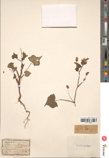 spécimen de Polygonum fagopyrum