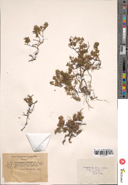 spécimen de Teucrium radicans