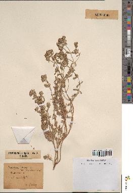 spécimen de Teucrium corymbiferum