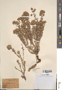 spécimen de Teucrium corymbiferum