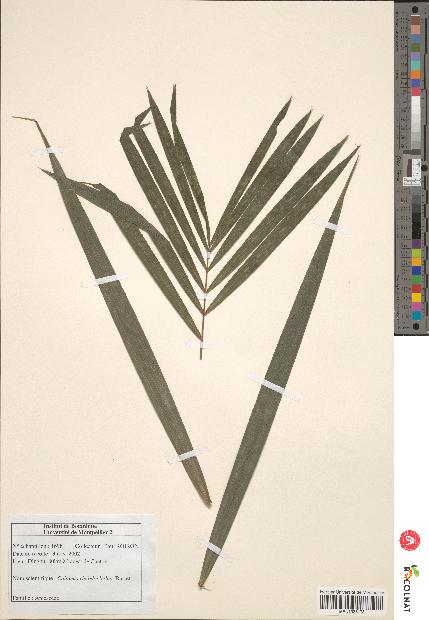 spécimen de Calamus rhabdocladus
