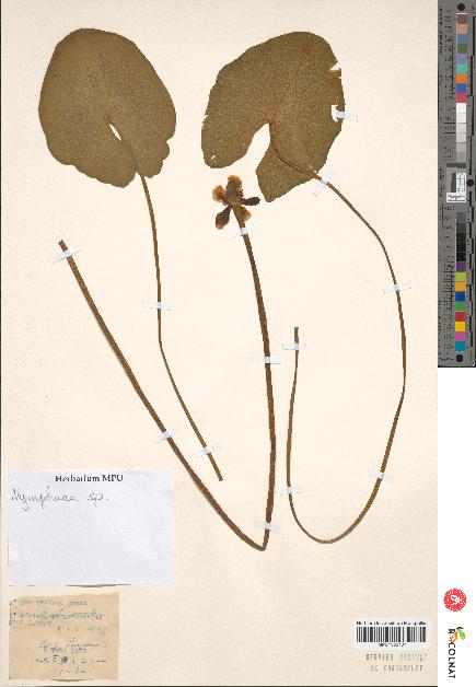 spécimen de Nymphaea sp.