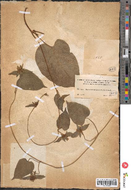 spécimen de Jacquemontia tamnifolia