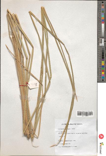 spécimen de Typha domingensis