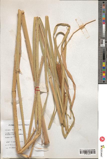 spécimen de Typha domingensis