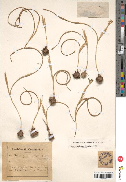 spécimen de Iris sisyrinchium