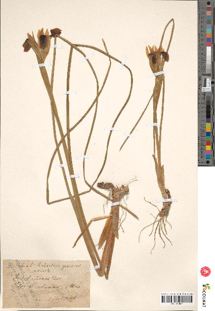 spécimen de Iris tuberosa