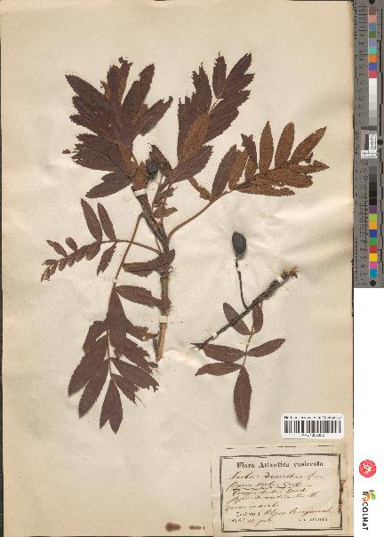 spécimen de Sorbus domestica