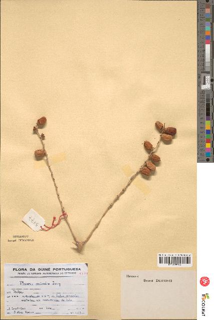 spécimen de Phoenix reclinata