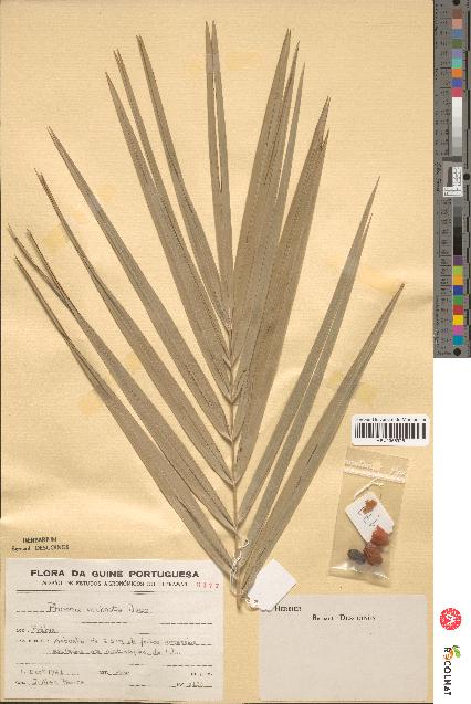 spécimen de Phoenix reclinata