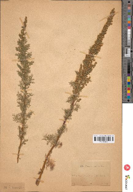 spécimen de Artemisia sp.