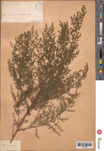 spécimen de Artemisia sp.