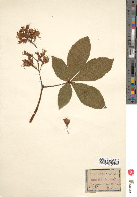 spécimen de Aesculus hippocastanum