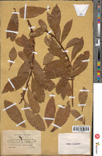 spécimen de Laurus nobilis