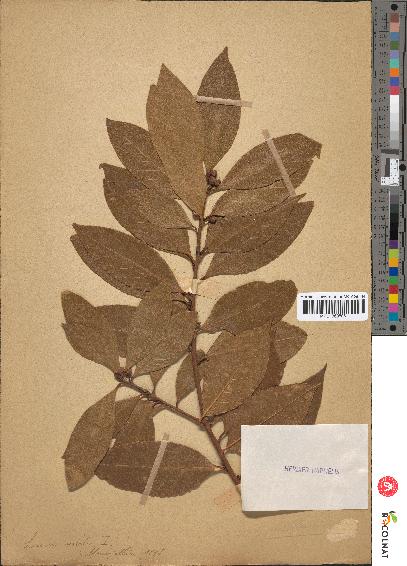 spécimen de Laurus nobilis