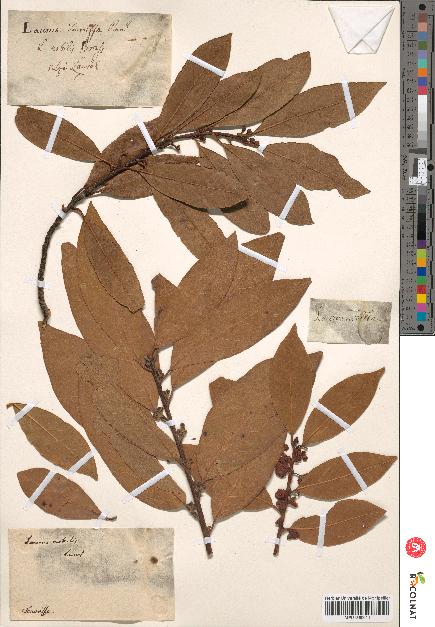 spécimen de Laurus nobilis