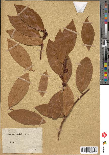 spécimen de Laurus nobilis