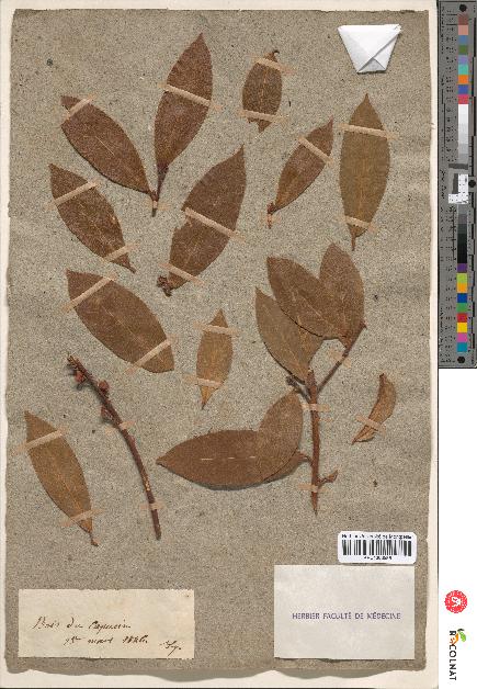 spécimen de Laurus nobilis