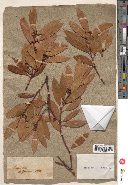 spécimen de Laurus nobilis