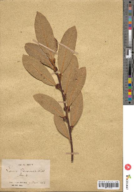 spécimen de Laurus canariensis