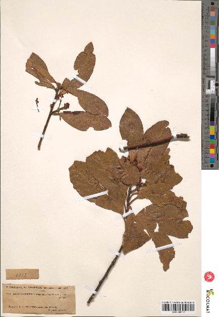 spécimen de Laurus canariensis