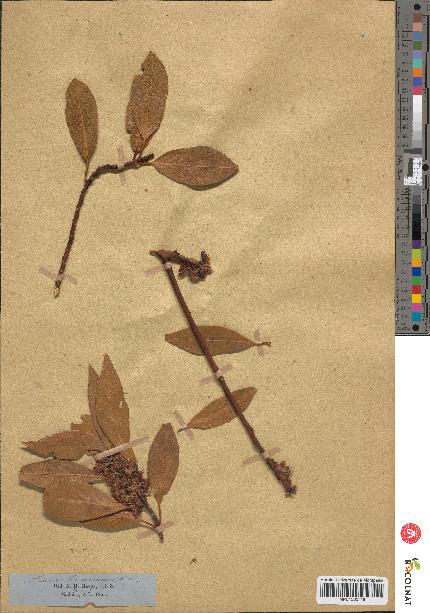 spécimen de Laurus canariensis