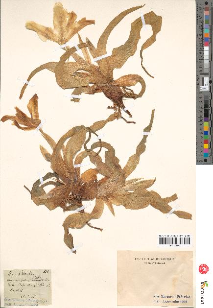 spécimen de Iris palaestina