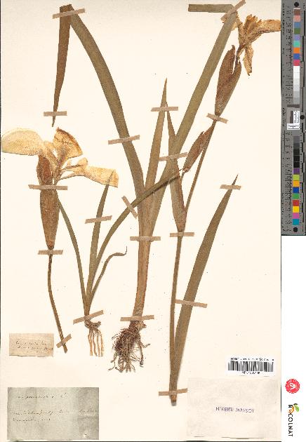 spécimen de Iris palaestina
