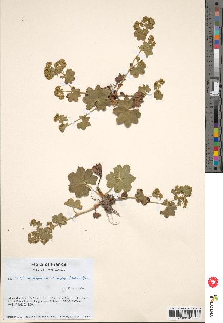 spécimen de Alchemilla xanthochlora