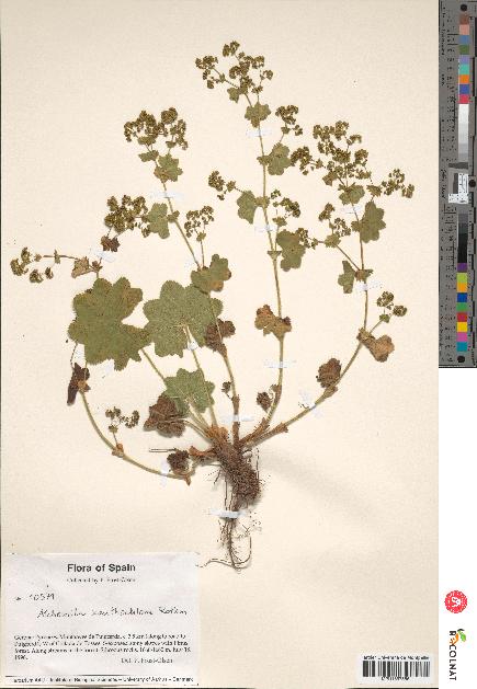 spécimen de Alchemilla xanthochlora