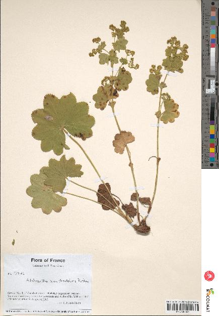 spécimen de Alchemilla xanthochlora